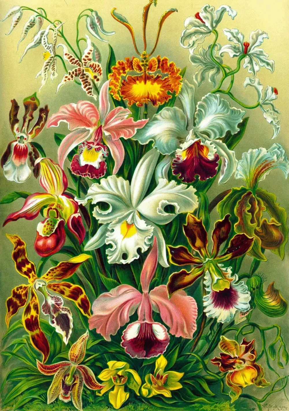 Ernst Haeckel Orchid (1000 Teile)