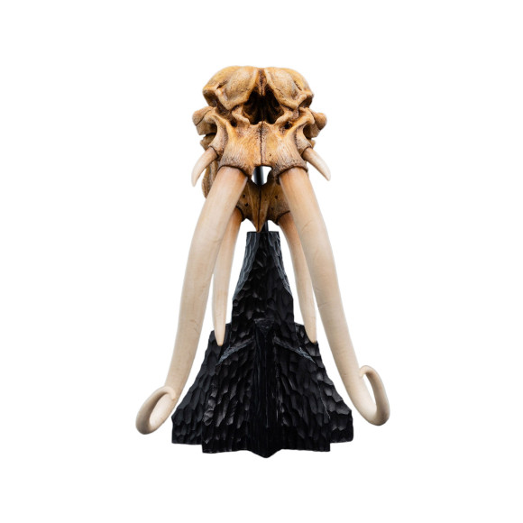 Herr der Ringe Mini Statue Skull of a Mumak 15 cm