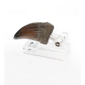 Jurassic Park Statue T-Rex Hand Claw 13 cm